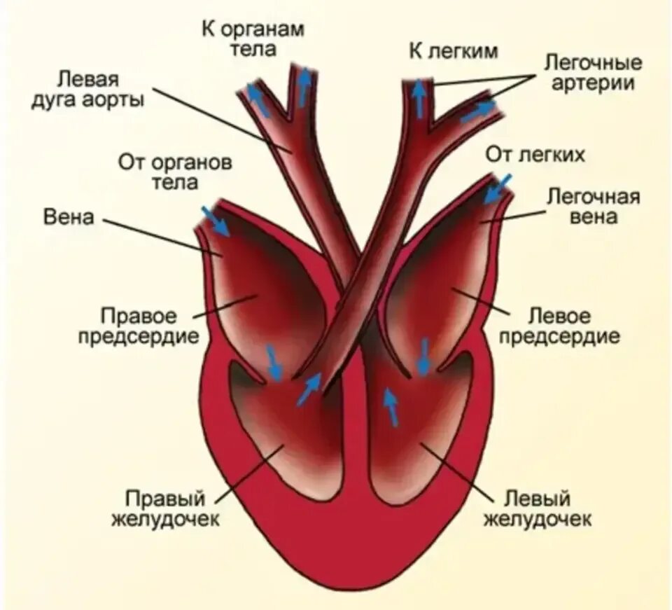 Строение сердца у млекопитающих. Схема строения сердца млекопитающих. строение сердца птиц и млекопитающих. схема строения сердца птиц и млекопитающих. зарисуйте строение сердца млекопитающих.