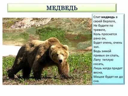 Песня тихо в лесу только не