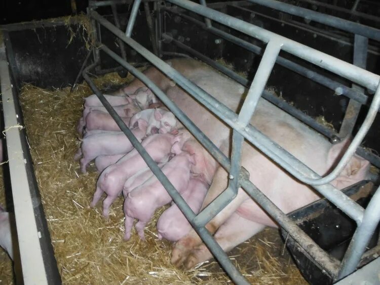 Как вырастить свиней. Фото супоросной свиньи. Станок для содержания супоросных свиноматок. Наблюдение за поросятами. Фото домашних свиноматок.