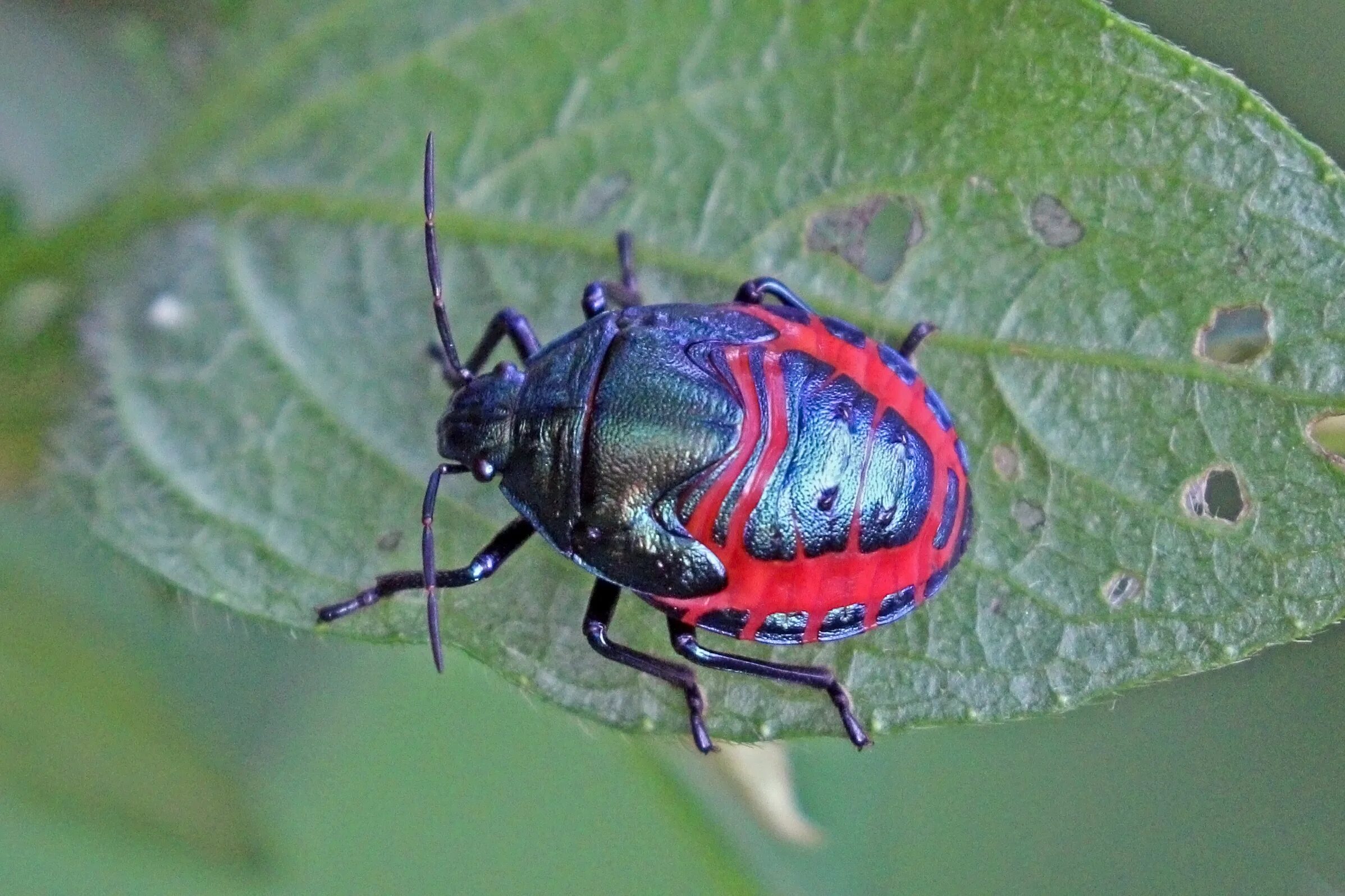 34 bug