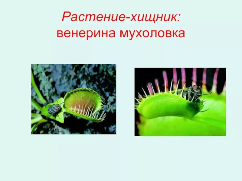 Какова роль раздражимости в жизни. Венерина мухоловка раздражимость. Венерина мухоловка строение. Венерина мухоловка схема растения. Движение растений.