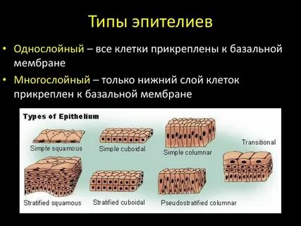 Какой признак не характерен для покровной ткани