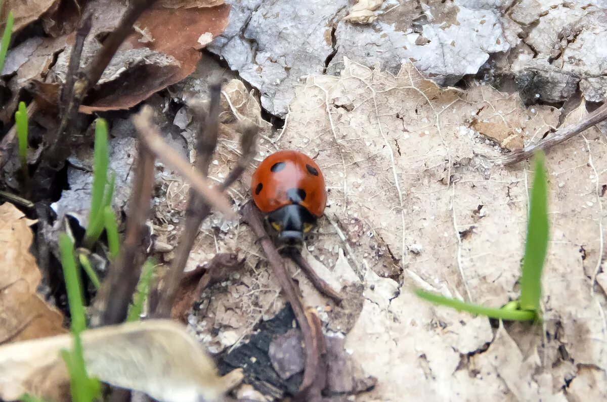 муравейник весной. выползли букашки. насекомые из мультиков. муравьи весной. выползли букашки.