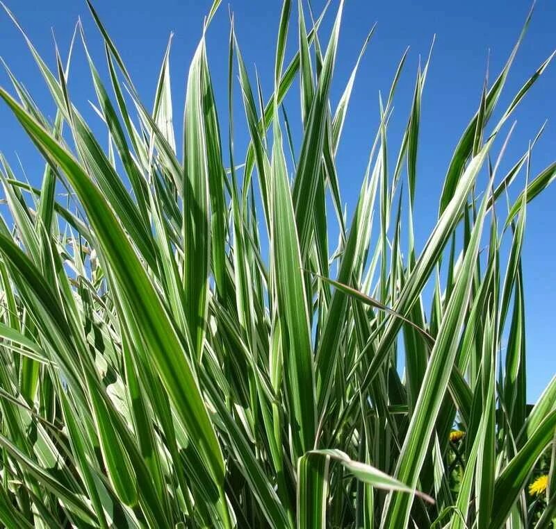 вейник ячмень. мискантус китайский сахароцветковый. злак г. мискантус китайский malepartus. мискантус китайский видовой.