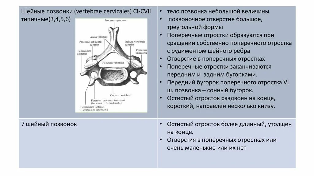 Тело позвонка шейного. Перелом поперечного отростка с7. Поперечные отростки шейных позвонков. Строение с7 позвонка. Седьмой шейный позвонок поперечный отросток.