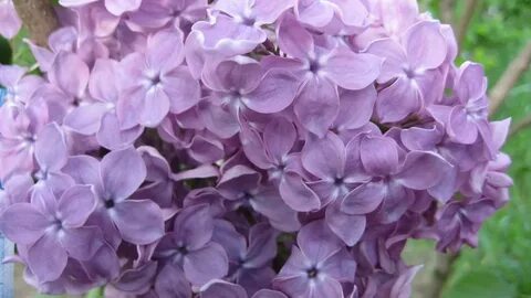 Пышное цветение сирени