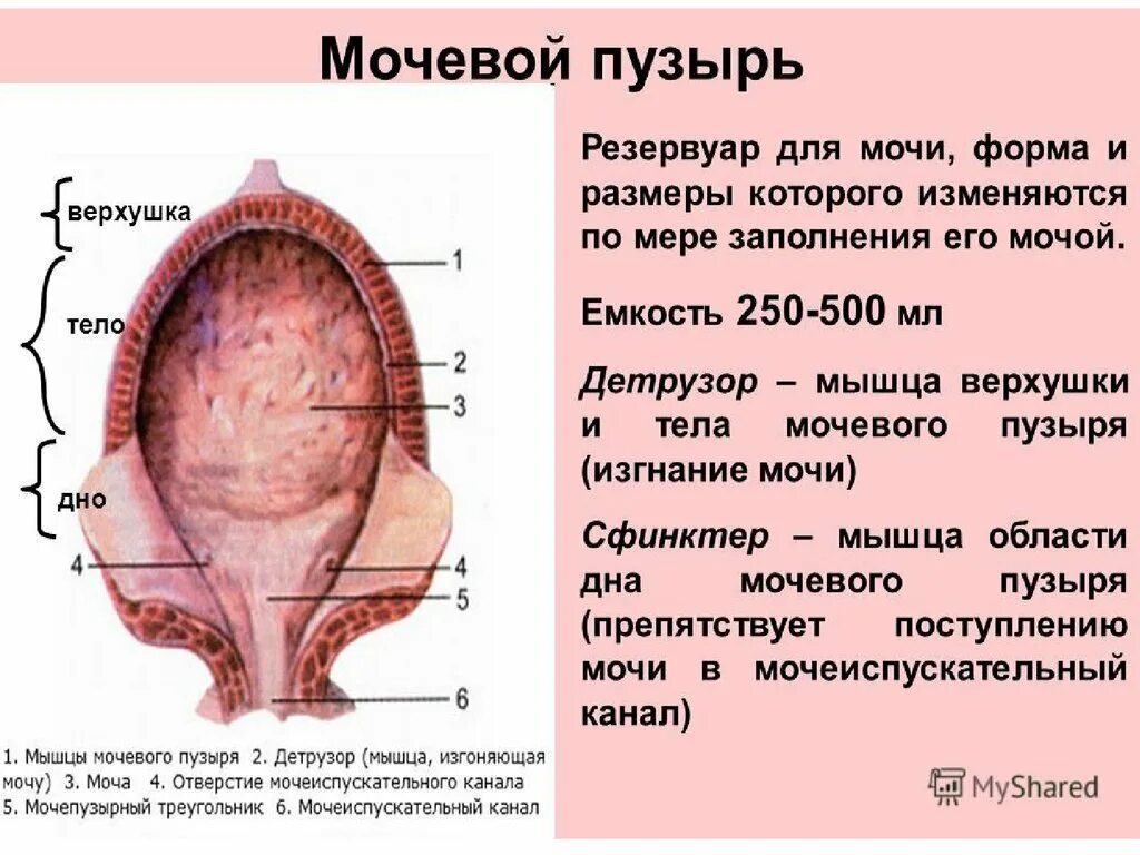 Анатомия мочевого пузыря дно верхушка. Мочевой пузырь анатомия верхушка тело дно. Мочевой пузырь дно верхушка. Верхушка мочевого пузыря анатомия. Детрузор мочевого пузыря это