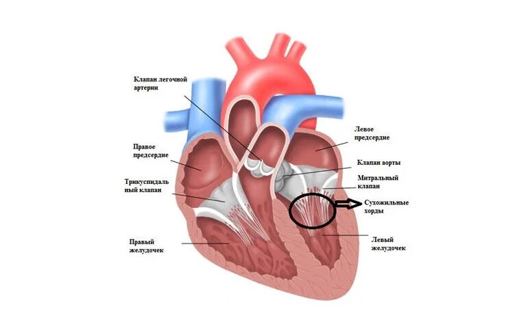Наличие хорды у человека. Аномальная хорда левого желудочка. Клапанный аппарат сердца фронтальный срез. Аномалия хорды левого желудочка.