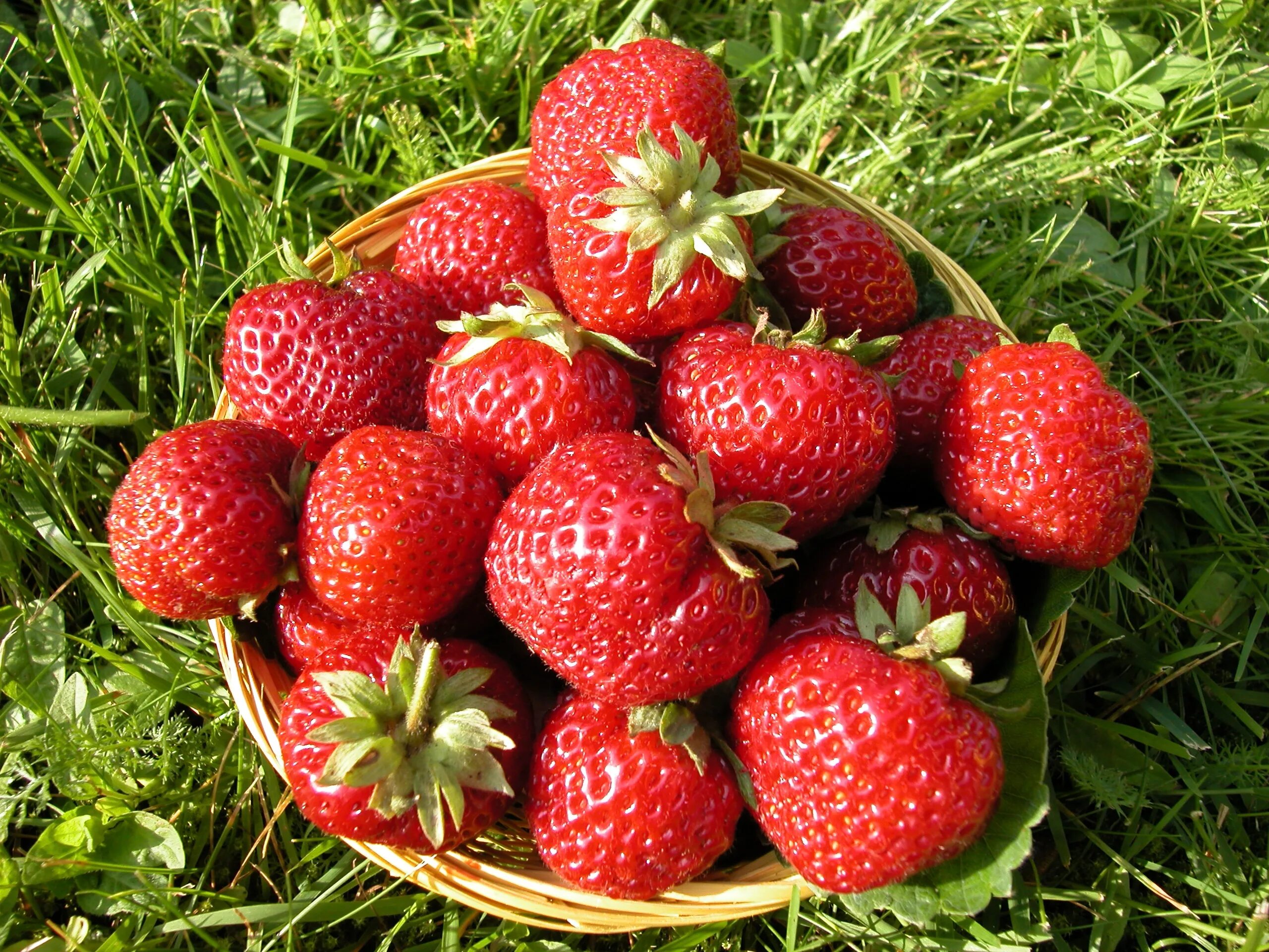 Мице шиндлер клубника фото описание. Земляника мице шиндлер. сорт клубники мице шиндлер. земляника (сорт мице шиндлер. земляника садовая мизе шиндлер.