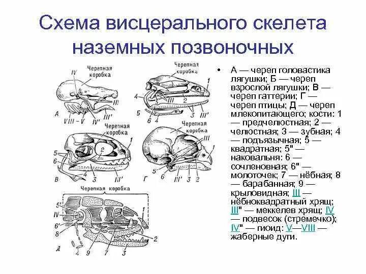 Схема висцерального скелета наземных позвоночных. Эволюция висцерального черепа позвоночных. Филогенез висцерального черепа позвоночных. Эволюция висцерального скелета черепа.