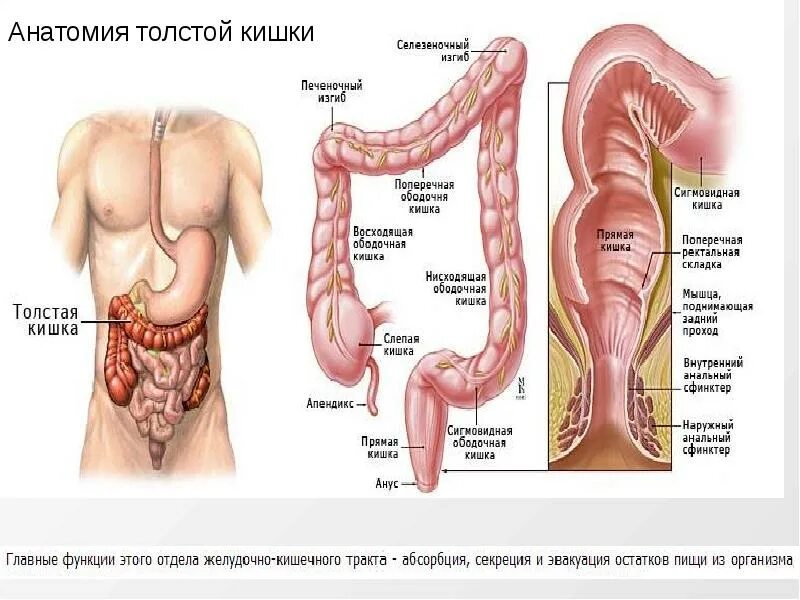 Анатомия восходящего отдела толстой кишки. Левый изгиб ободочной кишки анатомия. Анатомия прямая кишка кишечник у женщин. Толстый кишечник анатомия. Изгиб кишечника