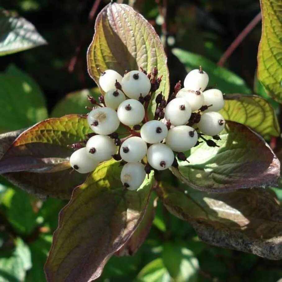 Дерен белый Кессельринги. Дерен белый касселринги. Дерен Cornus Alba 'Kesselringii'.