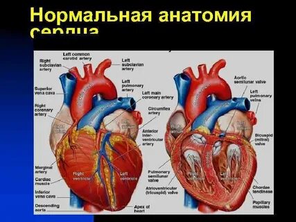 Анатомия сердца 2021