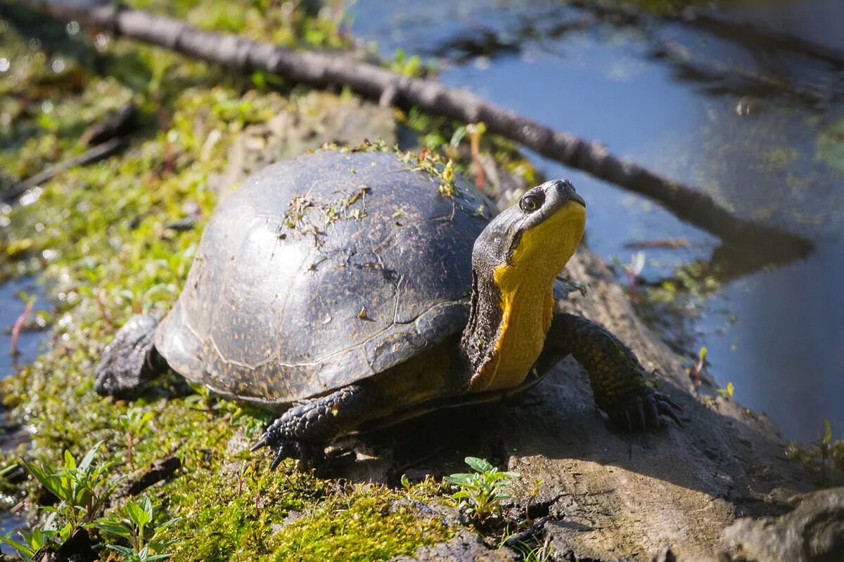 Черепахи весной. Европейская Болотная черепаха. Американская Болотная черепаха. Европейская Болотная черепаха (Emys orbicularis). Черепаха Блэндинга.