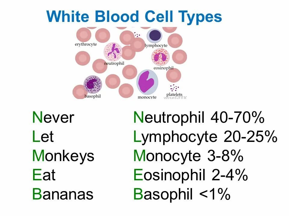 Blood Cells Types. The function of White Blood Cells. Types of White Blood Cells. Types of leukocytes.