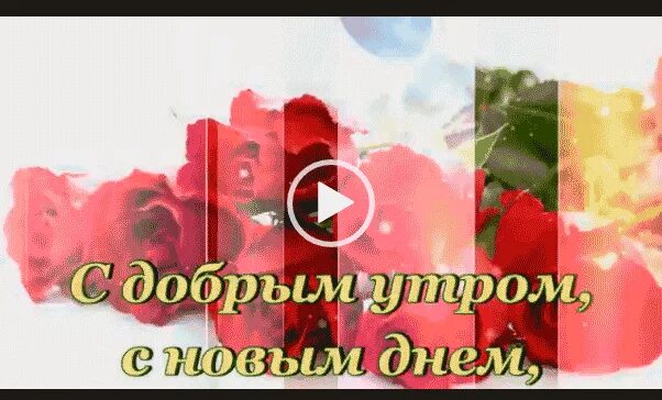 Добрый день видео тик. Тик-ток поздравления с добрым утром. Тик ток пожелания хорошего дня. Видеоролики с добрым утром для ватсапа.