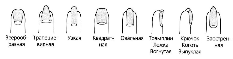 Как определить форму ногтей. Форма ногтей вид сбоку. разновидности типов натуральной ногтевой пластины схема. типы ногтевых пластин схема. опил ногтевой пластины схемы.