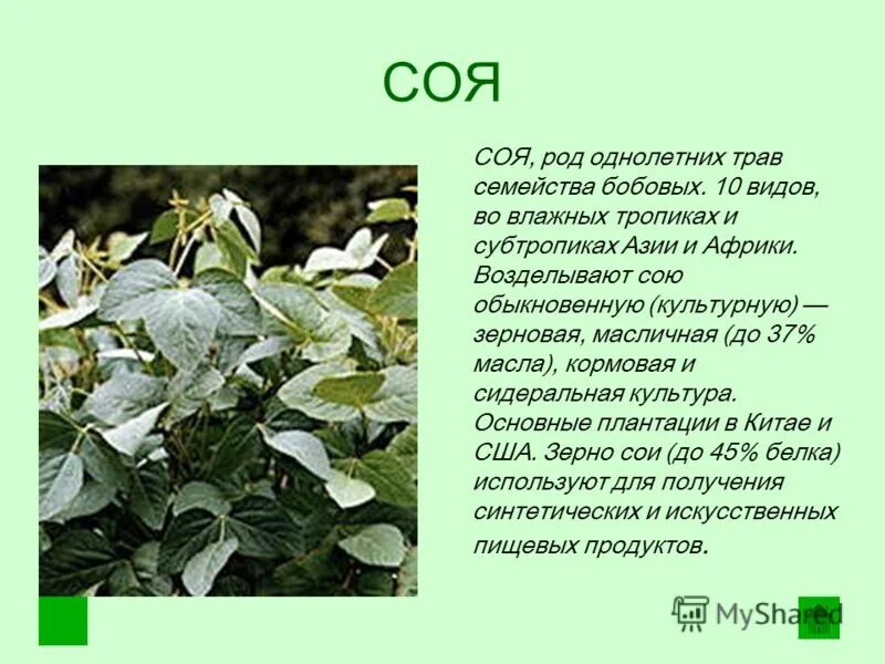 Соя какой класс. Соя описание. сообщение про сою. соя описание растения. растения семейства сои.