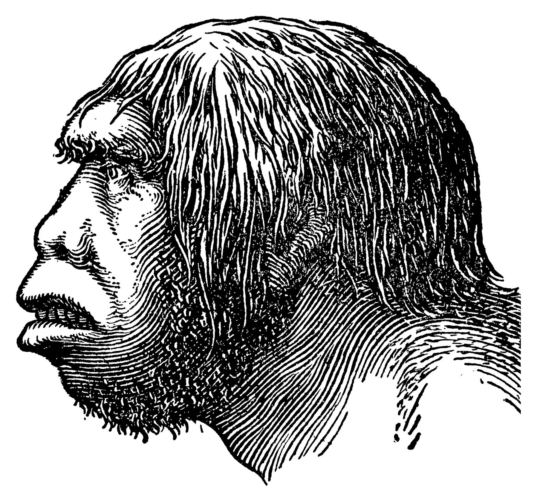 Неандерталец (homo Neanderthalensis) череп. Череп хомо сапиенс в профиль. Хомо сапиенс человек разумный. Хомо сапиенс питекантроп. Мозг древнего человека и современного