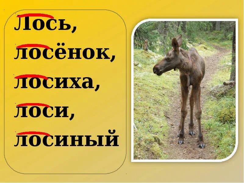 Текст лоси 2 класс дети пришли в лес. Лось слоги. Дикий лось волжск. Лось звуковая схема. Слово лосиха.