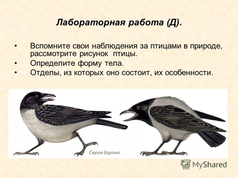 Лабораторная работа номер 6 внешнее строение птиц. Внешнее строение птиц. Строение птицы для детей. Строение птицы 7 класс. Внешнее строение птиц лабораторная.