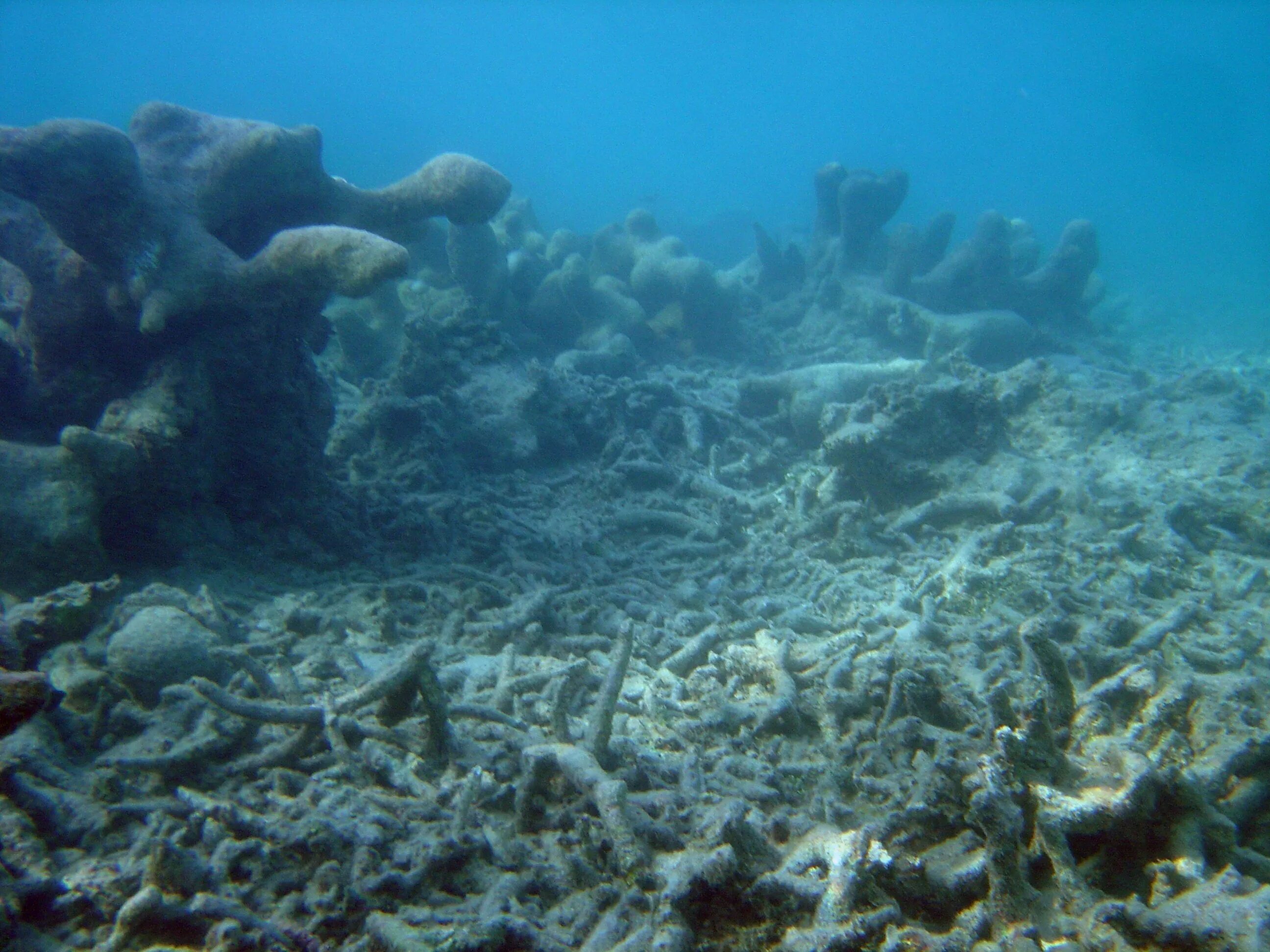 Дно мертвого моря. Сенот Ангелита Мексика. Дно черного моря сероводород. Подводный мир мертвого моря. На дне океана образуются