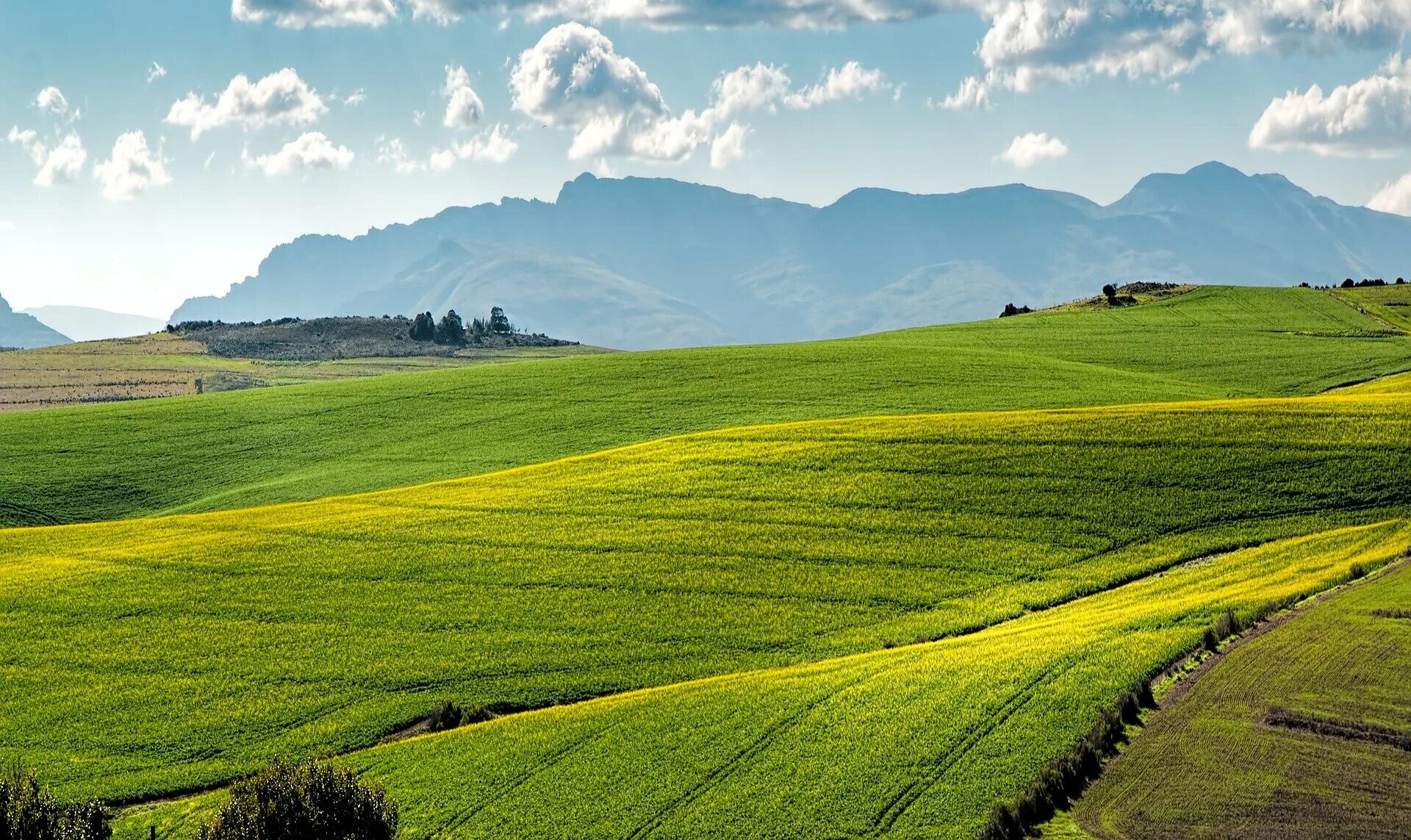 Fields first