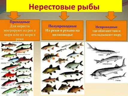 К какому продукту относится рыба