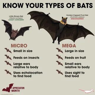 Bat перевод