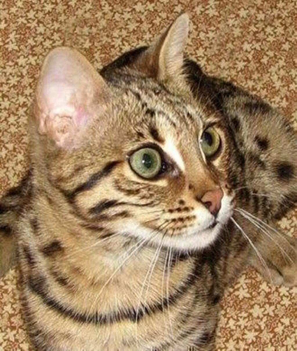 Уссурийская кошка. Уссурийская кошка. Камышовый кот бенгал. Уссурийская кошка. Кошка уссури уссури.