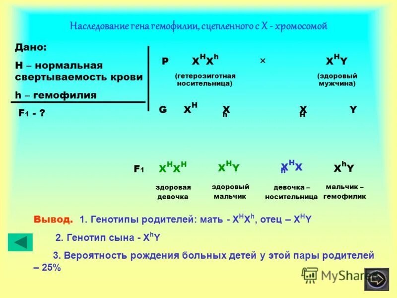 Мать носитель и гемофилия