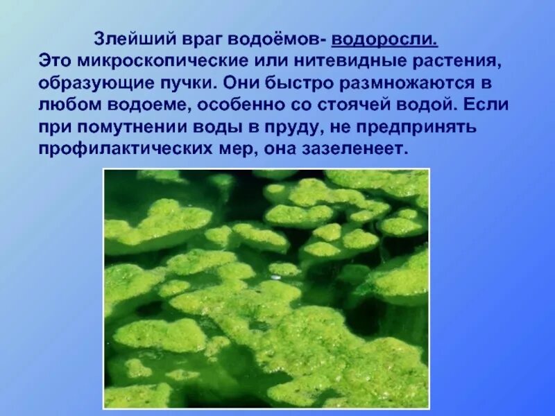 Водоросли вызывают. Водоросли пресных водоемов. Водоросли обитающие в пресной воде. В пресных водоемах обитает водоросли. Зеленые водоросли пресных водоемов.