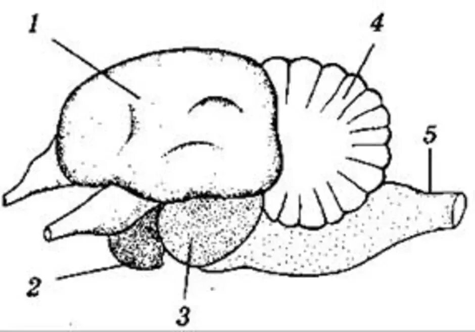 Класс птицы мозг. Головной мозг птицы схема. Головной мозг птицы рисунок. Строение отделов головного мозга птиц. Головной мозг птицы эпифиз.