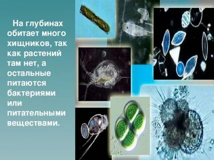 Многие обитающие