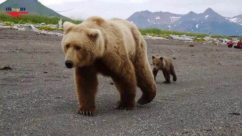 Хороший медведь видео