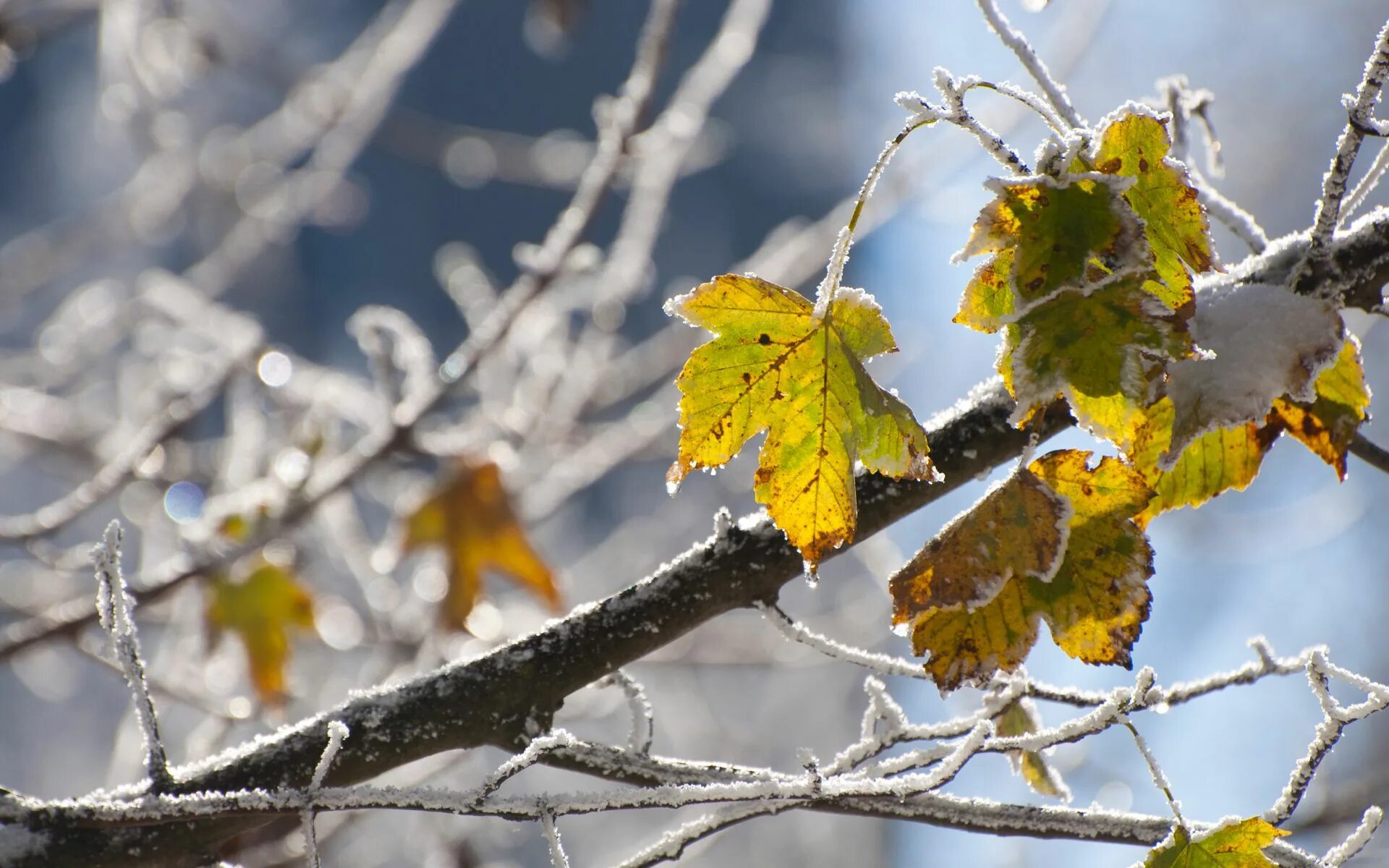 Cold november. Ноябрь природа. Осень холод. Ноябрь холод. Ноябрь картинки.