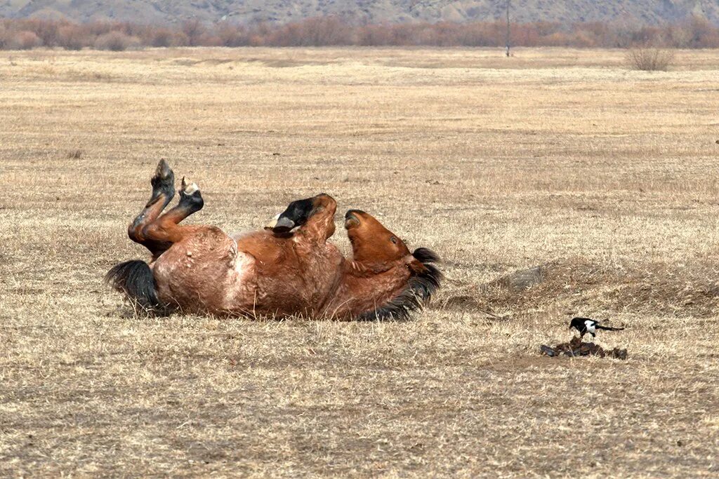 Село бичура бурятия. Село бичура бичурский район республика бурятия. Улица коммунистическая бичура. Погода в бичуре. Село бичура бурятия.