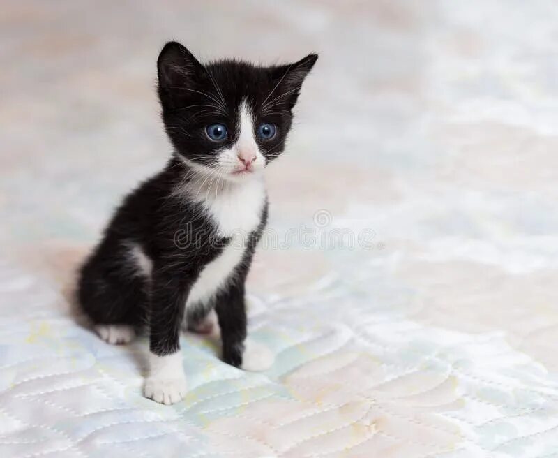 Как выглядят черно белые котята Pin by Arlene C on tuxedo cats Black, white kittens, White kittens, Cats