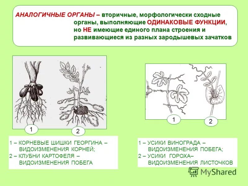 Гомологичные и аналогичные. Аналогичные органы растений. аналогичные и гомолог чные органы растений. гомологичные органы растений примеры. аналогичные органы примеры.