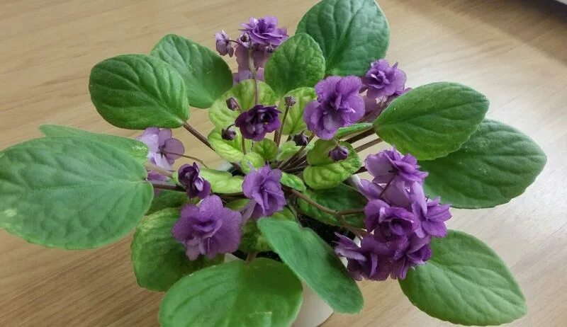 23 река енисей фиалка. Фиалка 23-река иртыш. Фиалка река. Фиалка река волга ампельная. Фиалка ан-река таруса.