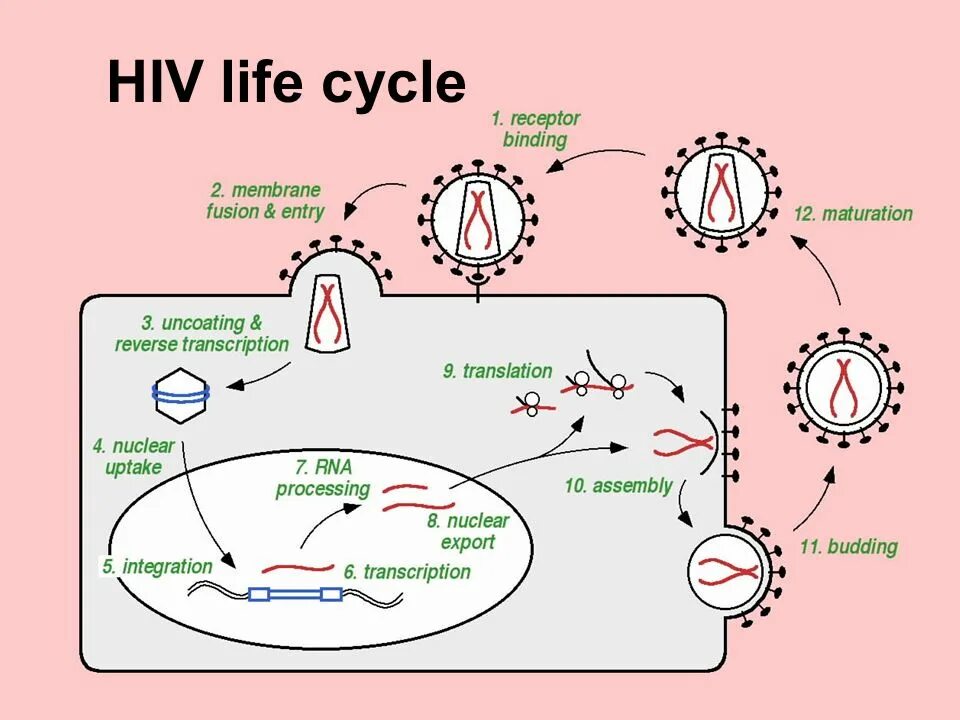 HIV Life Cycle. Virus Life Cycle. Жизненный цикл ретровируса. Viral Life Cycle. Human immunodeficiency virus 1
