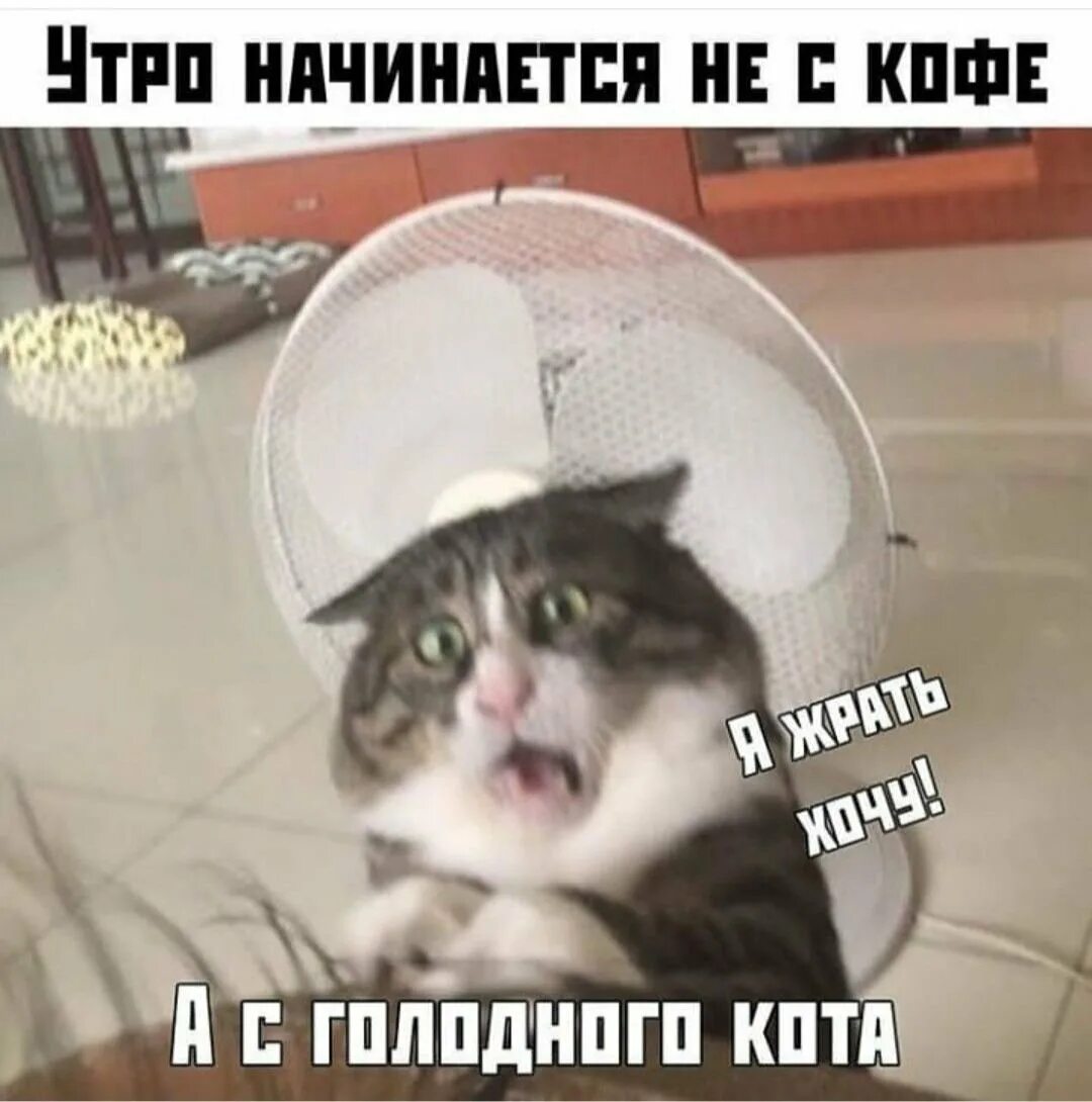 Пришел покормить кота а тут клининг. Утро начинается не с кофе утро начинается с кота. утро начинается не с кофе а с кота. утро начинается не с кофе а с голодного кота. утро начинается не с кофе а с кормежки кота.