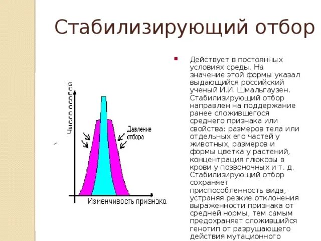 Условия среды изменяются какой отбор. Стабилизирующий отбор. Стабилизирующий отбор направлен на. Теория стабилизирующего отбора Шмальгаузена. Стабилизирующий отбор примеры.