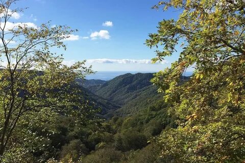 Краснодарский край роща