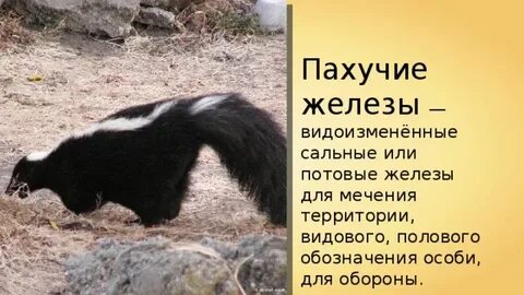 Пахучая железа у млекопитающих