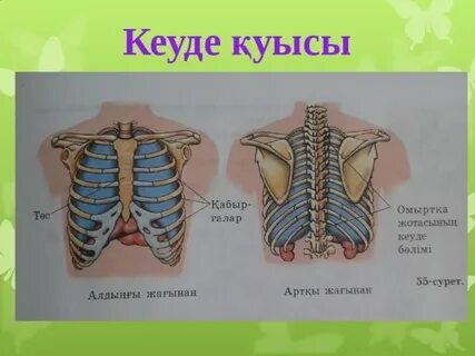 Әтеш пен киска