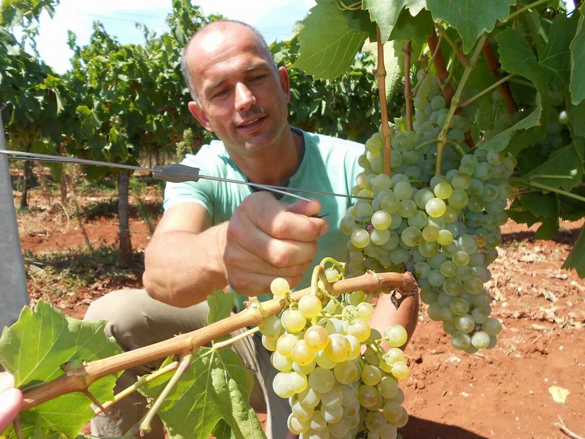 Виноградник Давида Алверцян. Сайты виноградарей