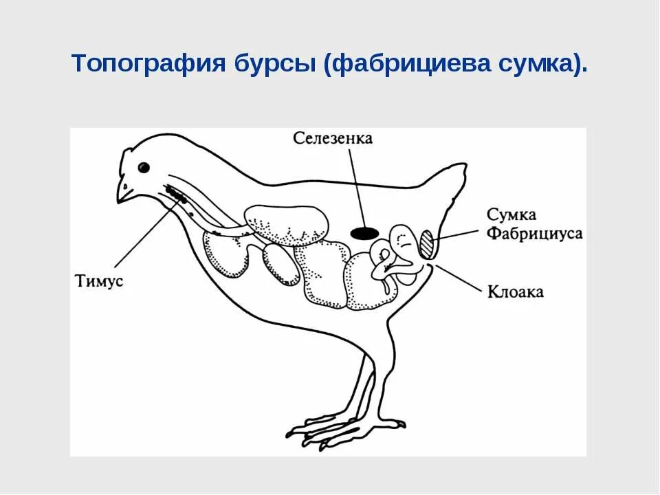 Для какого млекопитающего характерно наличие клоаки