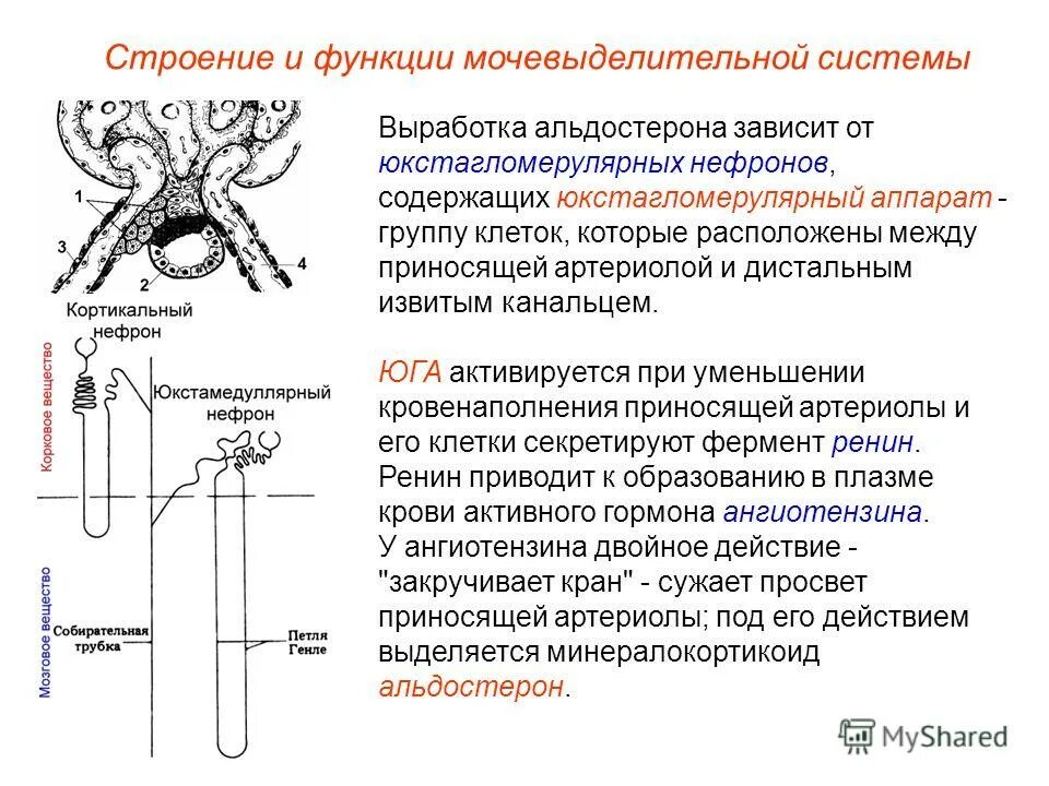 Строение нефрона схема 11. Летки растения ситовидные трубки. Функция трубка. Собирательная трубочка нефрона функция. Ситовидные трубки.