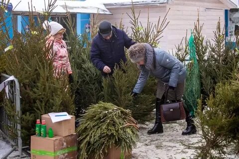 Елочный базар гомель